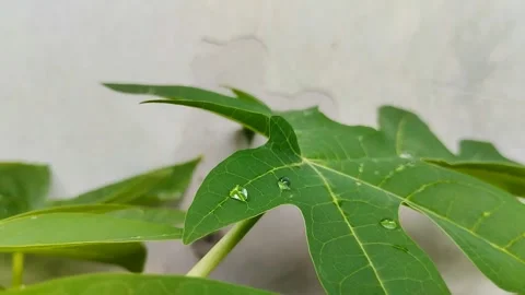Papaya leaf with water drops on it Stockbeeldmateriaal 302332615