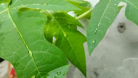 Papaya leaf with water drops on it Stockbeeldmateriaal 302332616