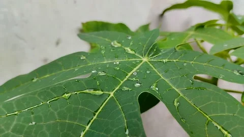 Papaya leaf with water drops on it Stockbeeldmateriaal 302332679