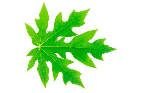 Papaya leaf on white background Foto stock