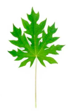 Papaya leaf on white background Stock Photos