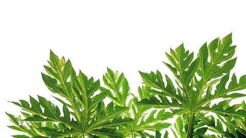 Papaya leaf on a white background. Stock Photos
