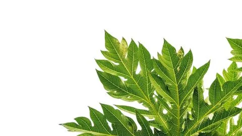 Papaya leaf on a white background. Stock Photos