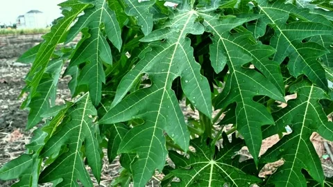 Papaya leaves exposed to the wind. Video stock 307327377