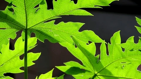 Papaya leaves Video stock 121501639