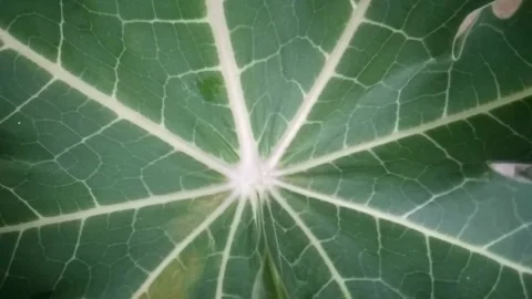 Papaya leaves Stock Footage 169395484