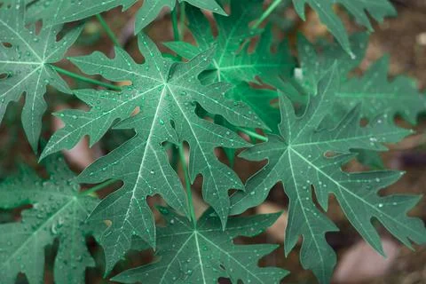 Papaya leaves Stock Photos