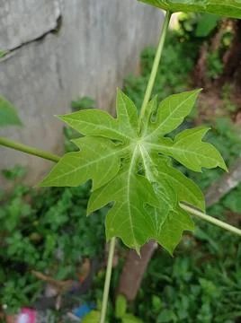 Papaya leaves Stock Photos