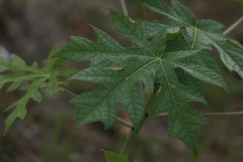 Papaya leaves Stock Photos