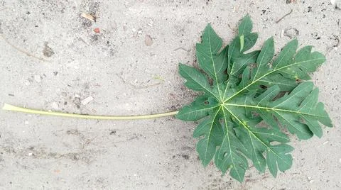 Papaya leaves Stock Photos