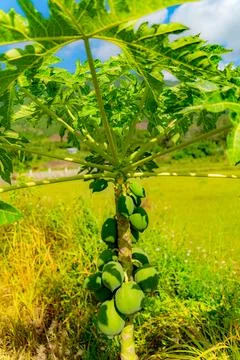 Papaya or melon tree. 스톡 사진