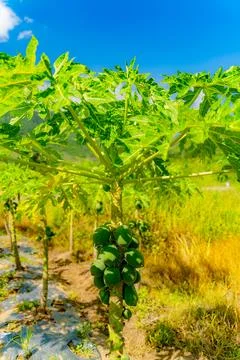 Papaya or melon tree. Фото