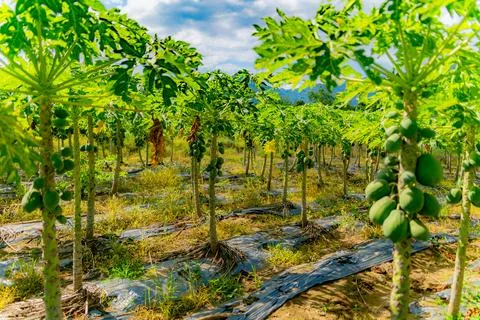 Papaya or melon tree. Foto stock