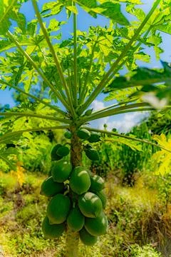 Papaya or melon tree. 스톡 사진