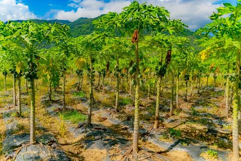 Papaya or melon tree. 스톡 사진