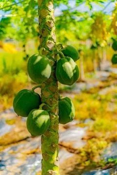 Papaya or melon tree. Photos