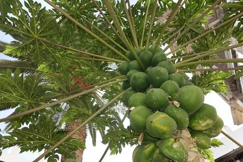 Papaya, Papaja, Melonenbaum (Carica papaya), Papayas am Baum, Kanaren, Gra... Stock Photos
