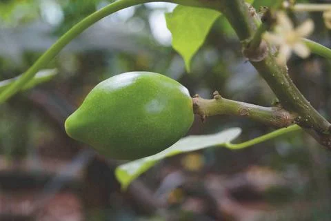 Papaya, Papaja, Melonenbaum (Carica papaya), junge Frucht am Baum papaya, ... Stock Photos