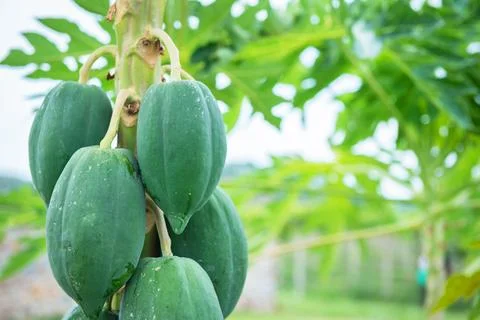 Papaya on the papaya tree Stock Photos