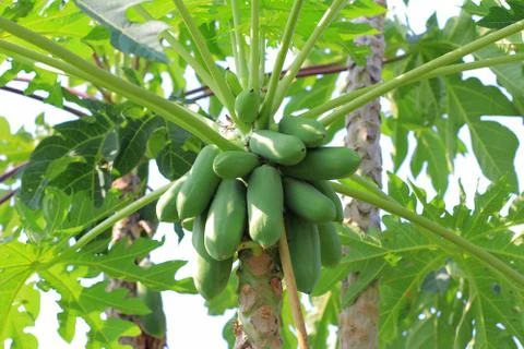 Papaya Stock Photos