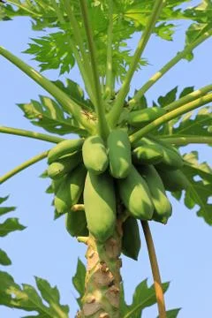 Papaya Stock Photos