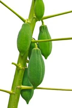 Papaya Foto stock