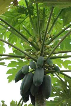 Papaya Stock Photos