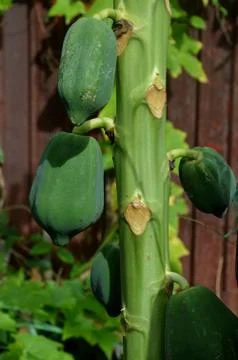 Papaya Stock Photos