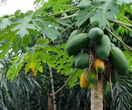 Papaya Stock Photos