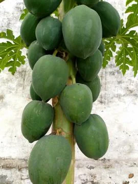 Papaya Stock Photos