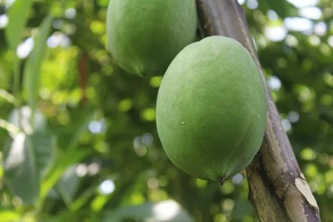 Papaya Stock Photos