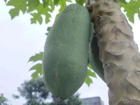 Papaya Stock Photos