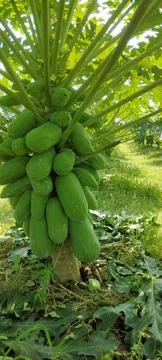 Papaya Photos