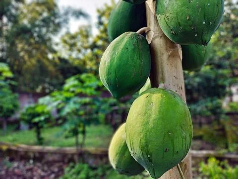 Papaya Stock Photos