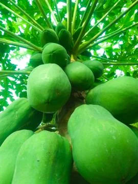 Papaya Stock Photos