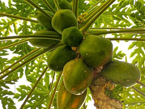 Papaya Stock-Fotos