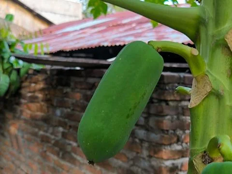 Papaya Foto stock