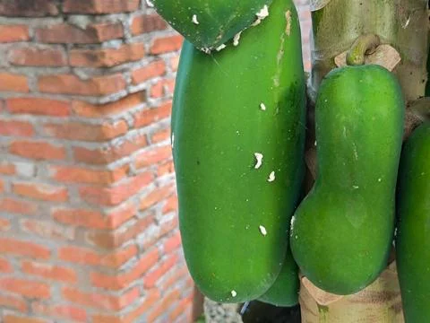 Papaya Foto stock