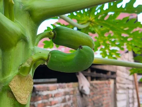 Papaya Stock Photos