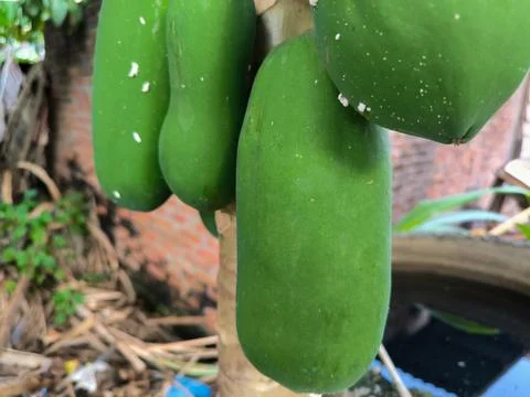 Papaya Foto stock