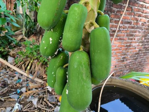 Papaya Foto stock