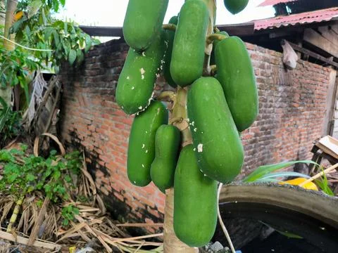Papaya Foto stock