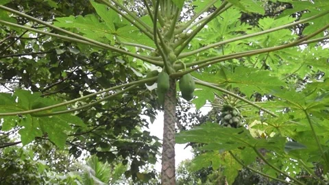 Papaya plant and fruit Video stock 201807346