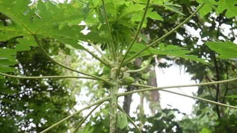 Papaya plant and fruit Video stock 201807396