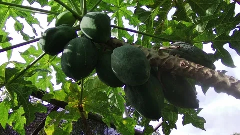 Papaya Plant Stock Footage 301744997