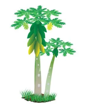 Papaya plant vector design Stock Illustration