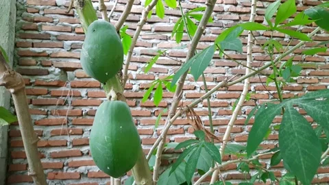 Papaya plants in the yard Video stock 273245726