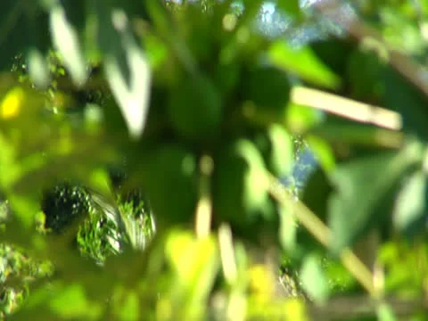 Papaya Rack Focus Video stock 25944059