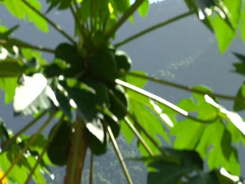 Papaya Rack Focus2 Video stock 25949007