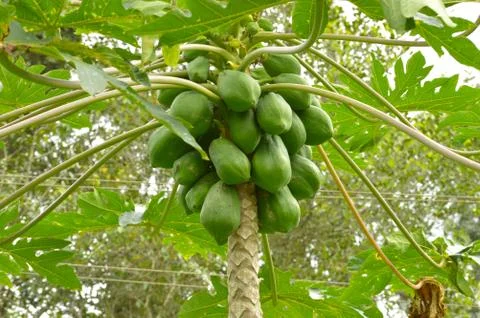 The papaya is a small, sparsely branched tree, usually with a single stem gro Stock Photos